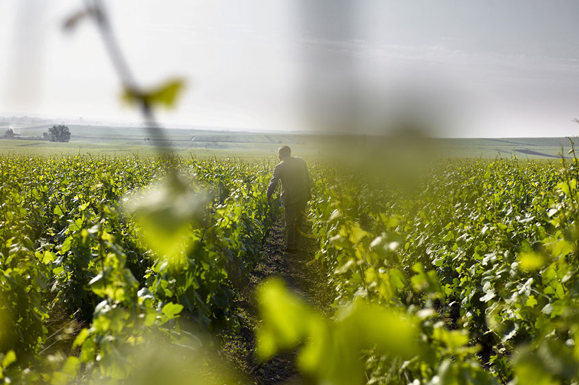 vignes en Champagne