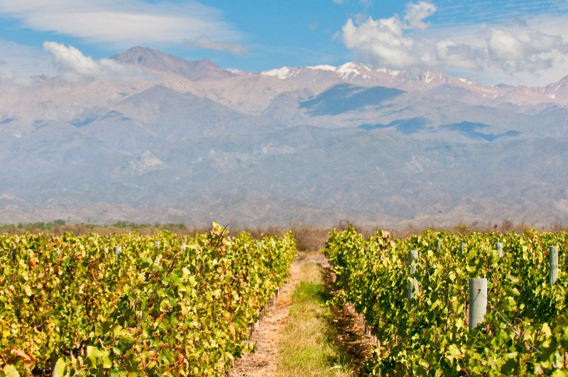 vignes de Mendoza Argentine