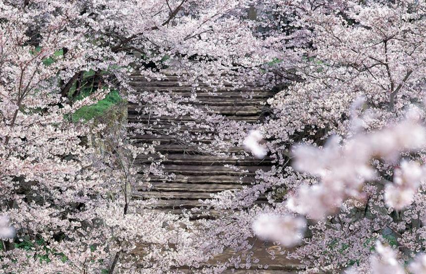 Au Japon, le culte des bourgeons