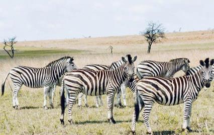 Les grandes réserves animalières d'Afrique du Sud