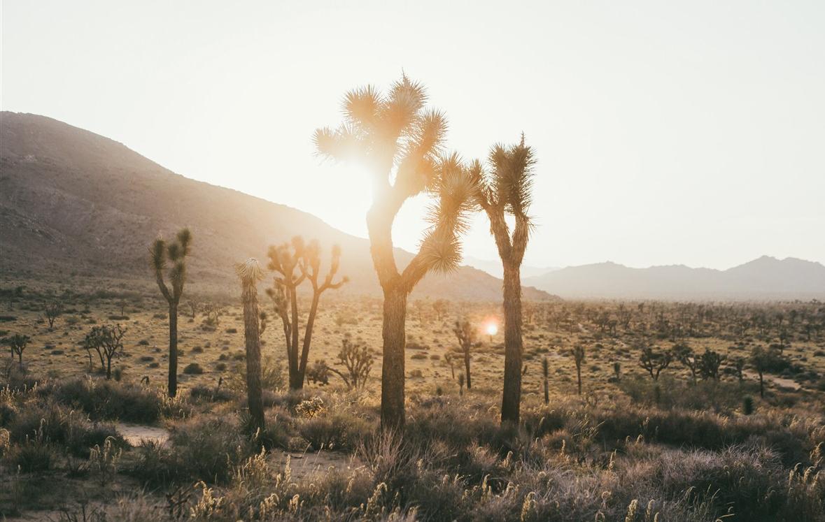 24 heures à Joshua Tree