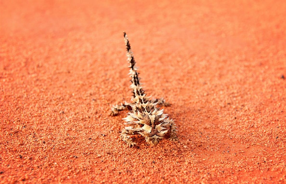 Ces animaux que vous ne verrez qu'en Australie